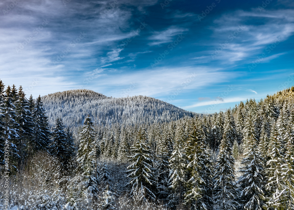 A forest covered with snow at noon  (Black Forest)