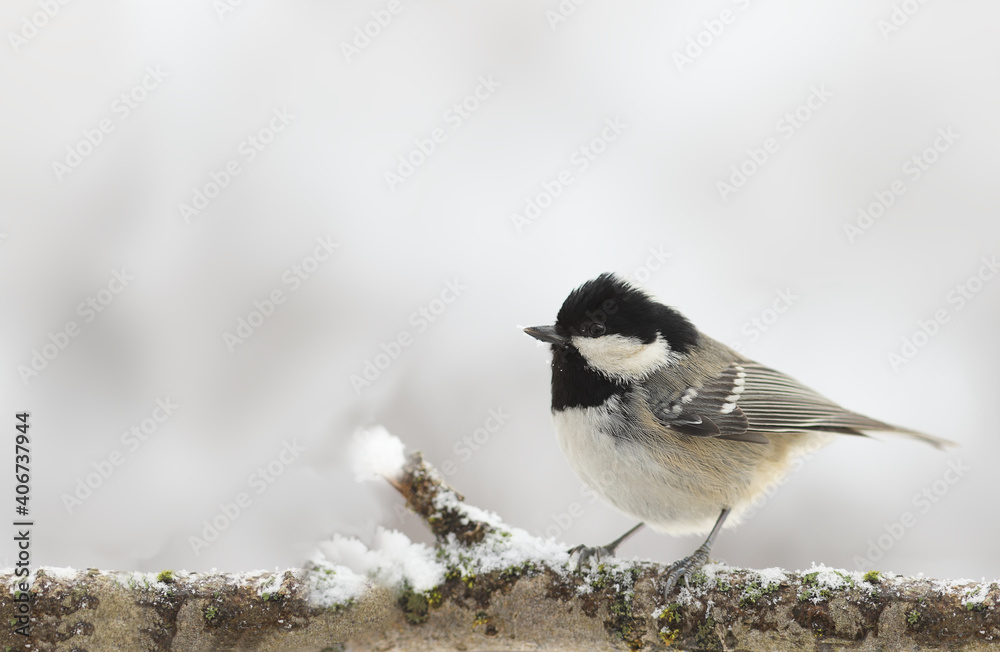 Naklejka premium Little coal tit on a mossy, snow-covered branch. Winter......