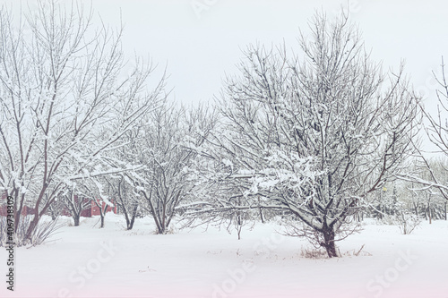 snow-covered trees in the park. the winter landscape.
