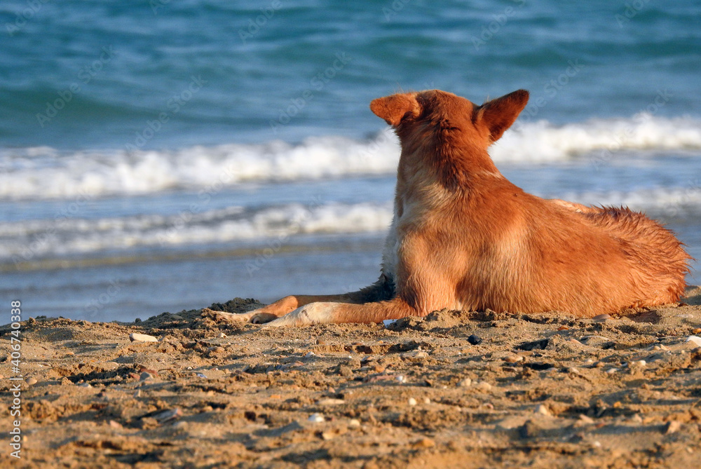dog on the beach , a portrait of domestic dog on the shore , a relaxed