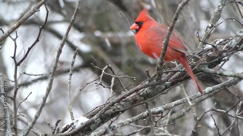 red cardinal on branch