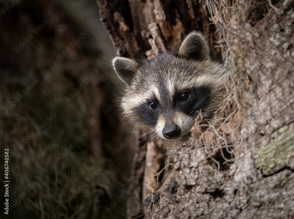 A raccoon in a mossy tree in Florida 