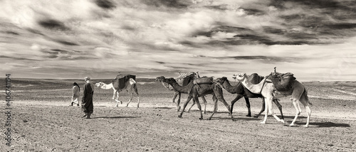 Camels caravan in Sahara desert  along the sand dunes of Erg Chigaga  Morocco  Africa