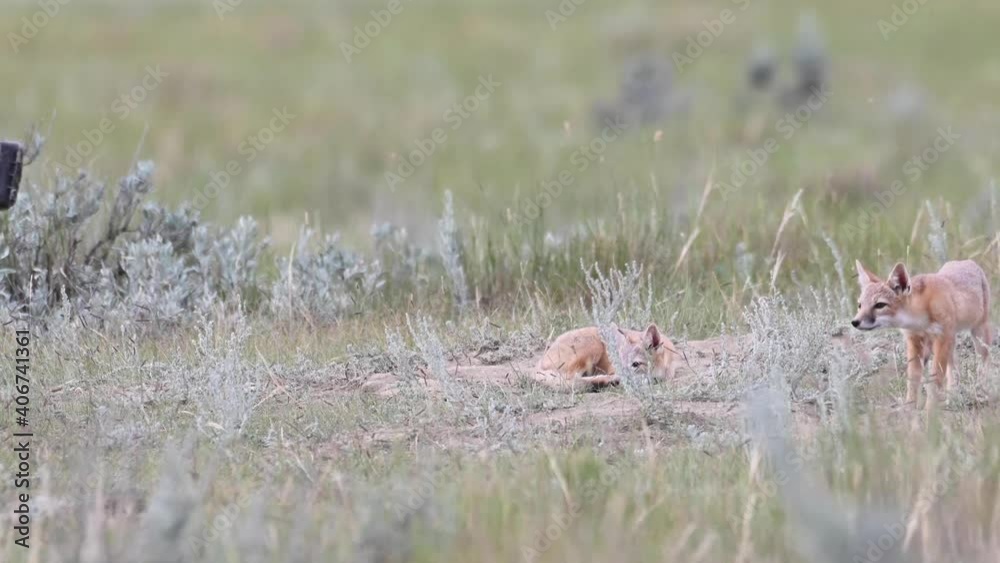 Swift fox kits in the Canadian wilderness Swift fox kits in the Canadian wilderness