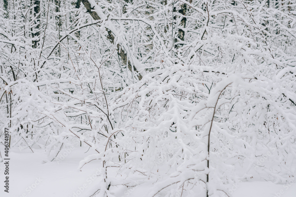Abstract landscape of black branches covered with fresh snow Abstract landscape of black branches covered with fresh snow