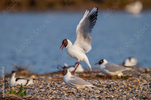 Lachmöwen (Larus ridibundus) Paarungsritual photo