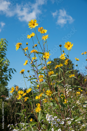 topinambur flowers against blue sky, in the garden