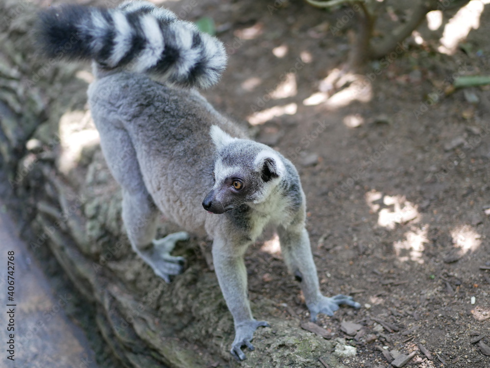 Fototapeta premium Ring tailed lemur looks backwards