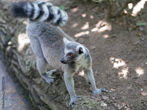 Ring tailed lemur looks backwards
