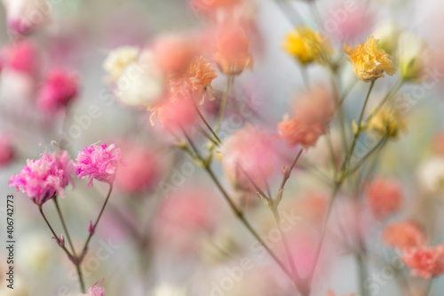 multi-colored flowers of gypsophila close-up macro © savva_25