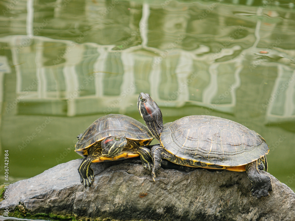 Obraz premium Turtle in the water pond with refraction of the tree and building on the water on the hualin street guangzhou china