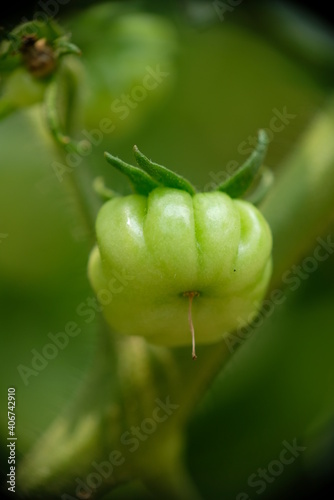 Close-up of ranti or rose tomatoes growing in the garden.