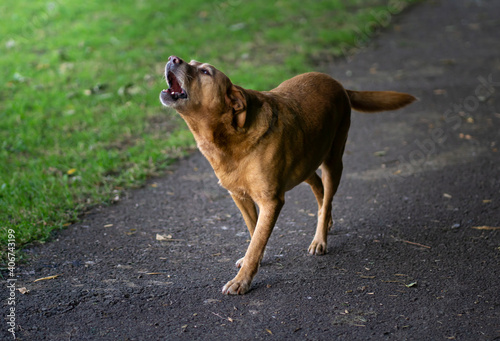 Unleashed Labrador Retriever Dog Barking While Playing Outdoors in the Park and Garden on a Summer Day.