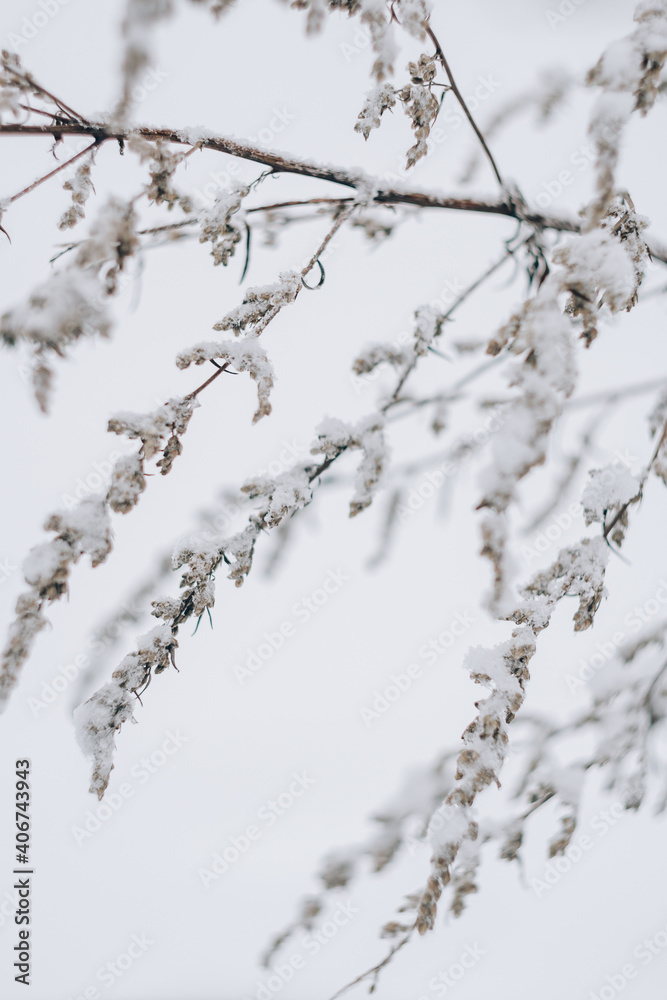 Dry grass covered with fresh snow close up