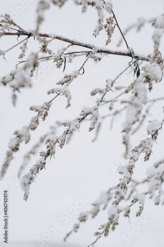 Dry grass covered with fresh snow close up