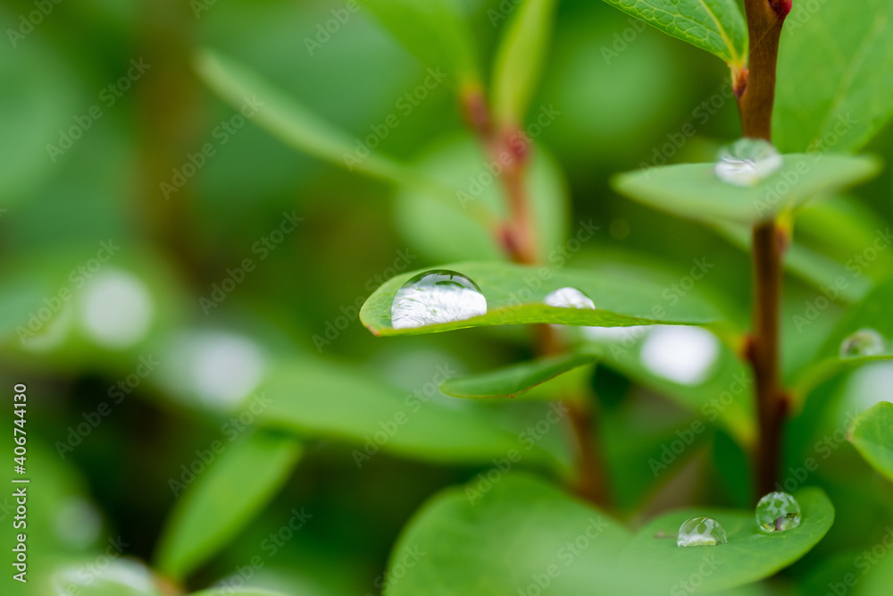 dew drop on green sheet, macro dew drop on green sheet, macro