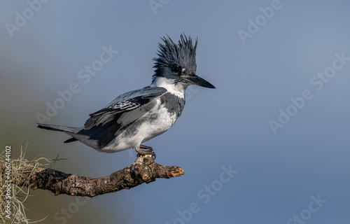 A belted kingfisher in Florida 