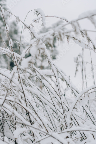 Dry grass covered with fresh snow close up