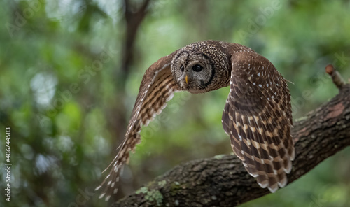 Barred Owl in Florida 
