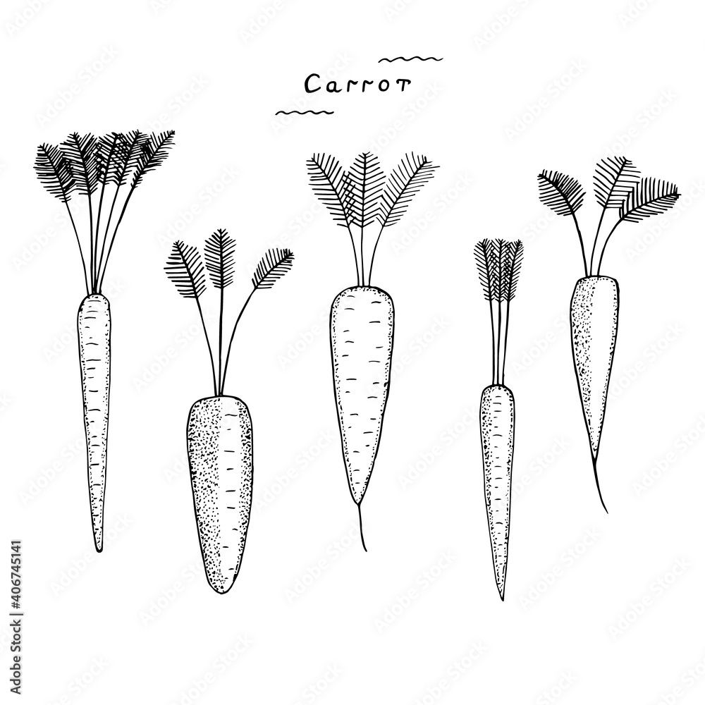 Set of carrots, five with tops, vector illustration, sketch Set of carrots, five with tops, vector illustration, sketch