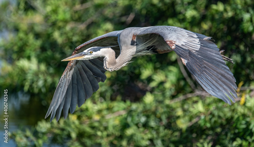 A great blue heron in Florida 