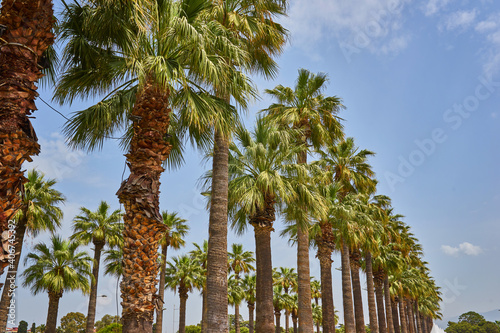 row of palm trees over a blue sky with plenty of negative space.