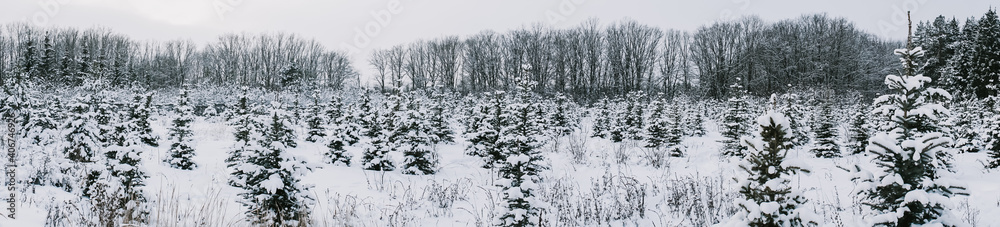 Fototapeta premium Landscape of a snow-covered pine forest in a snowfall