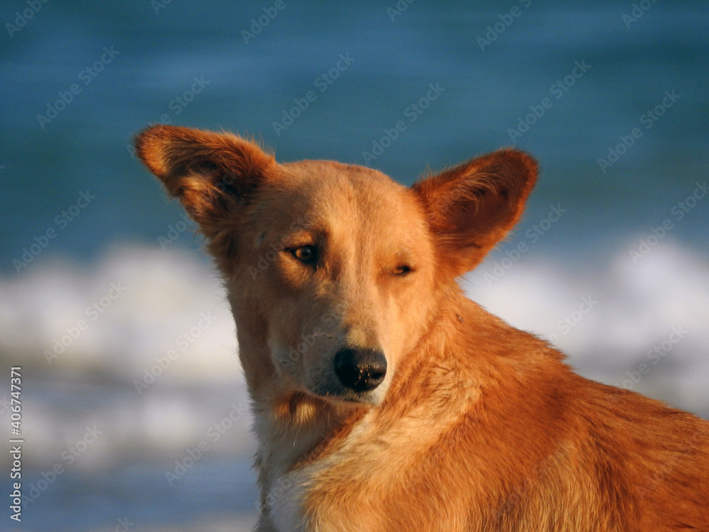 dog on the beach , a portrait of domestic dog on the shore , a relaxed