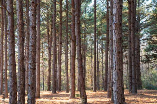 Pine trees in the woods with sunlight and blue sky  INTO THE FOREST 