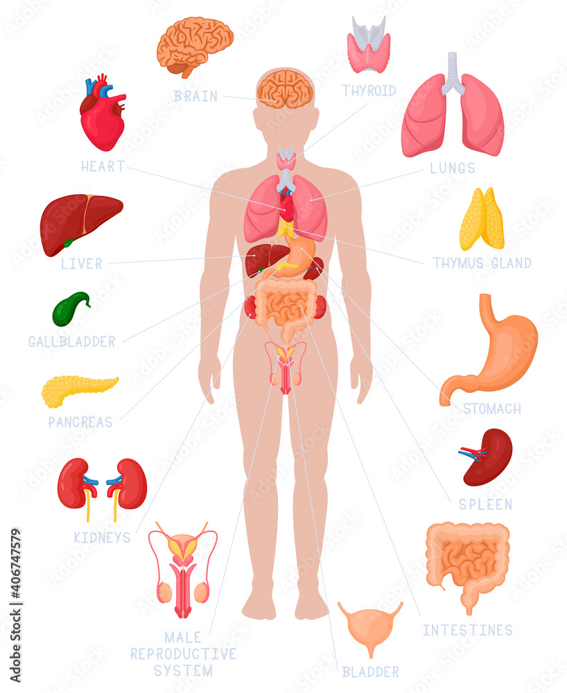 Human anatomy infographic. Anatomical internal organs names and location,  kidneys, heart and brain vector illustrations. Internal organs medical  poster with intestines, bladder and thymus gland Stock Vector | Adobe Stock