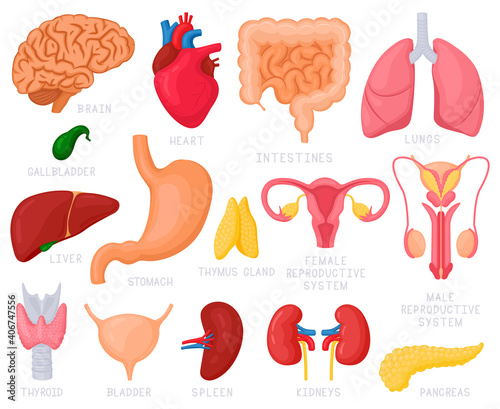 Human internal organs. Cartoon human organs, heart, liver, stomach, lungs, uterus, brain and reproductive system. Internal organs vector illustration set. Anatomy, medicine and biology concept