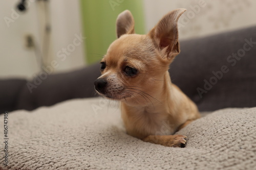 Closeup portrait of small funny beige mini chihuahua dog  puppy