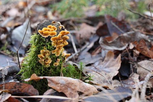 Fungus on a tree stump. Wood-decay yellow fungus close up on tree trunk