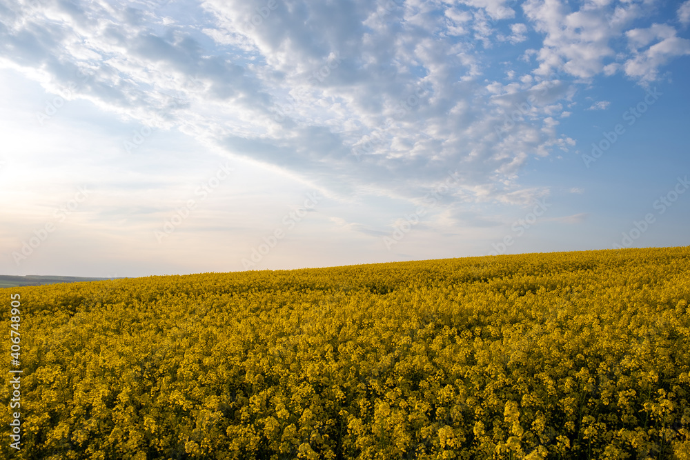 Landscape with blooming yellow rapeseed agricultural field and blue clear sky in spring.