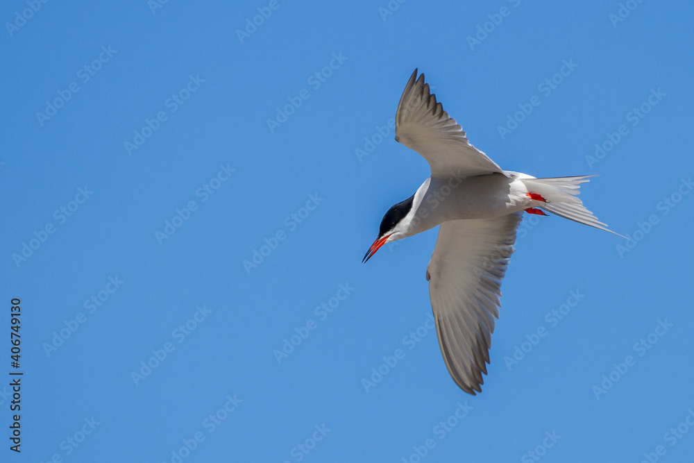 Obraz premium Flußseeschwalbe (Sterna hirundo)