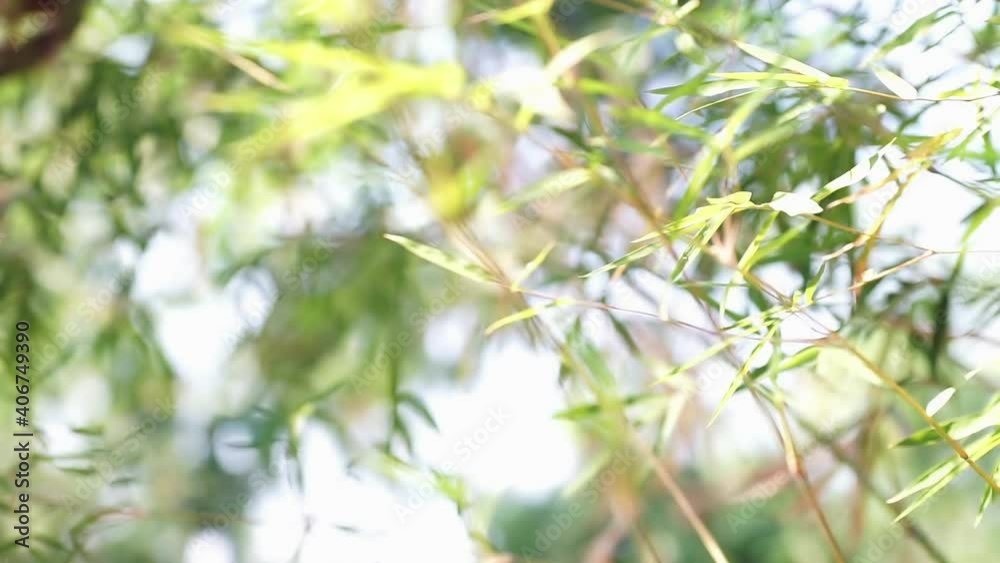 Motion of bamboo leaves use as natural background. Bamboos green leaves and bamboo tree with bokeh in nature forest. Nature pattern view of leaf on blurred greenery background.
Motion of bamboo leaves use as natural background. Bamboos green leaves and bamboo tree with bokeh in nature forest. Nature pattern view of leaf on blurred greenery background.
