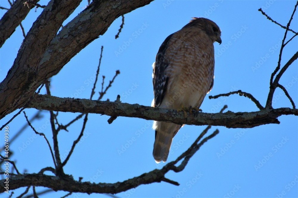 Hawk Hawk