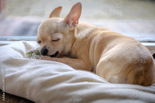 Closeup portrait of small funny beige mini chihuahua dog, puppy waiting near the window