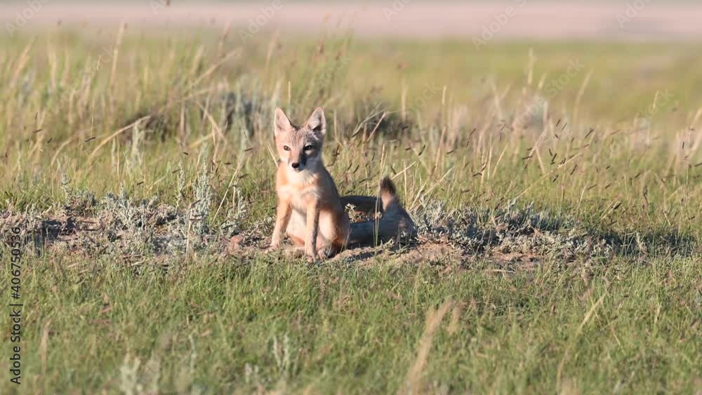 Swift fox kits in the Canadian wilderness Swift fox kits in the Canadian wilderness