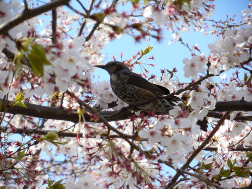 Bird Perched in Cherry Blossoms