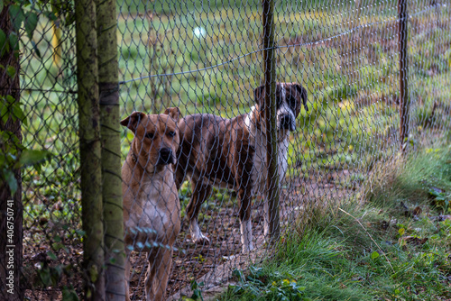 two big dogs behind a garden fence