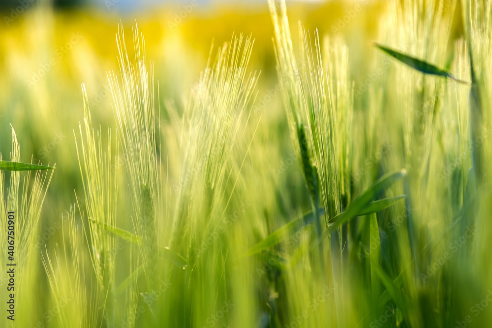 Close up detail of green wheat heads growing in agricultural field in spring. Close up detail of green wheat heads growing in agricultural field in spring.
