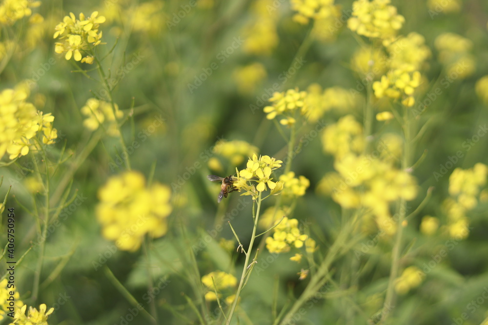 Bee honey collection from mustard field. The collection of bee honey from the mustard field is like an amazing beauty. Bee honey collection from mustard field. The collection of bee honey from the mustard field is like an amazing beauty.