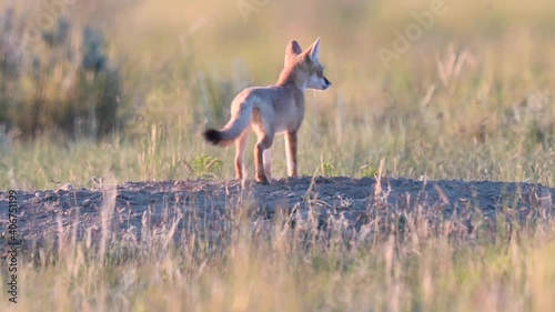 Swift fox kits in the Canadian wilderness photo