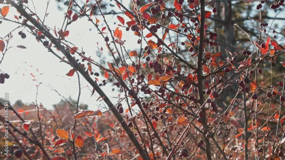 concept a nature berries on rowan tree. concept a nature berries on rowan tree.