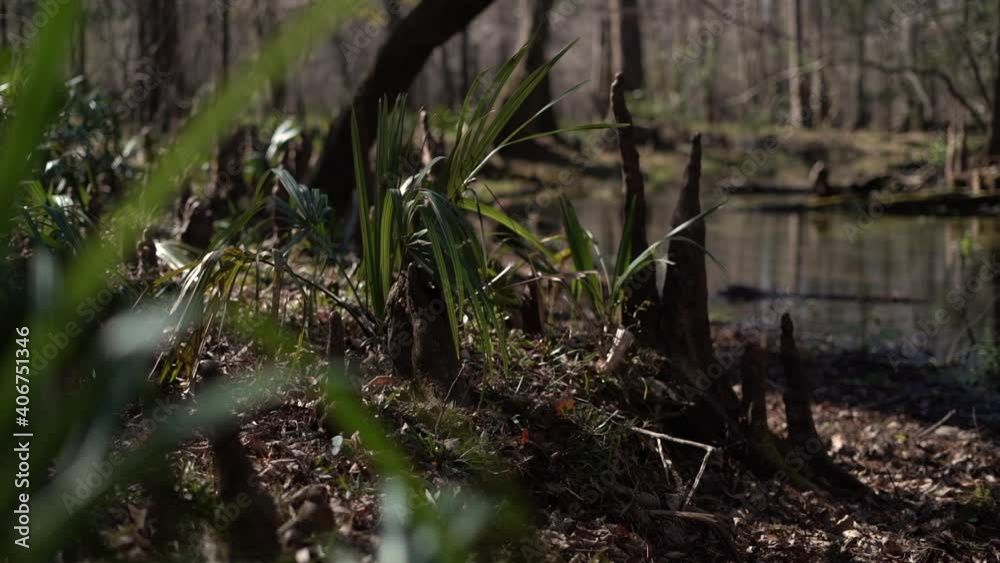 Grass and other plants along with air roots from cypress trees cover the ground of a fertile, swampy forest - low angle panning