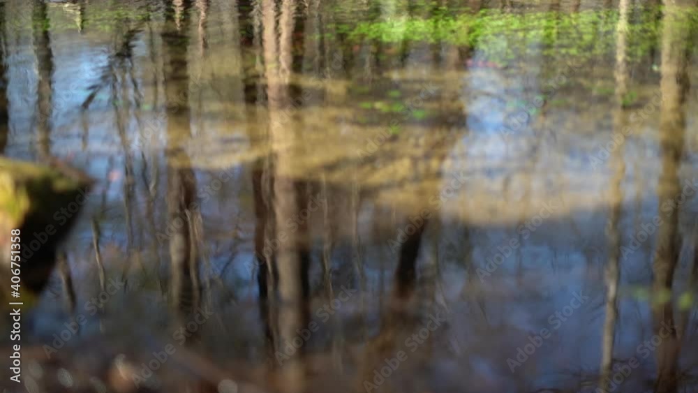 Trees growing out of a wetland pond with the reflection of the forest and sky on the surface of the clear water