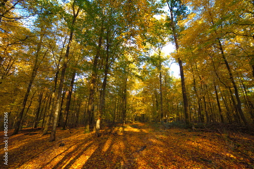 Herbstwald Wald B  ume Buchen Buche Eiche Eichen Laub Farben Herbstfarben grosse B  ume Natur Entspannung Relax Ruhe loslassen 