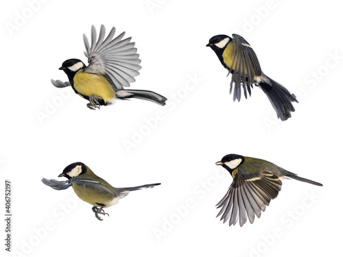  set of bird tits in different poses on white isolated background