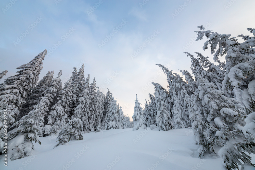 Beautiful winter mountain landscape. Tall spruce trees covered with snow in winter forest and cloudy sky background. Beautiful winter mountain landscape. Tall spruce trees covered with snow in winter forest and cloudy sky background.